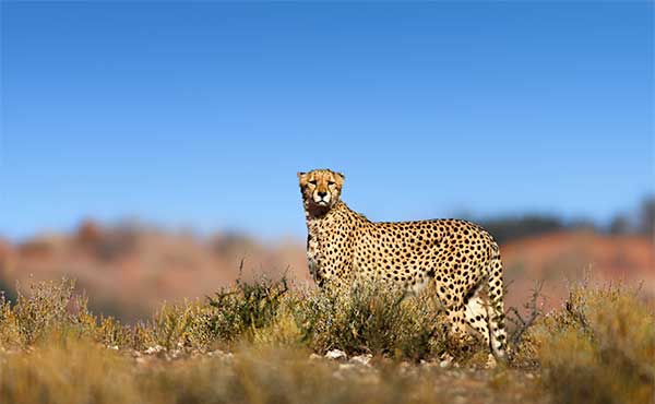 Cheetah standing on top of a hill