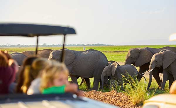 Elephants and safari vehicle in Masai Mara, Kenya