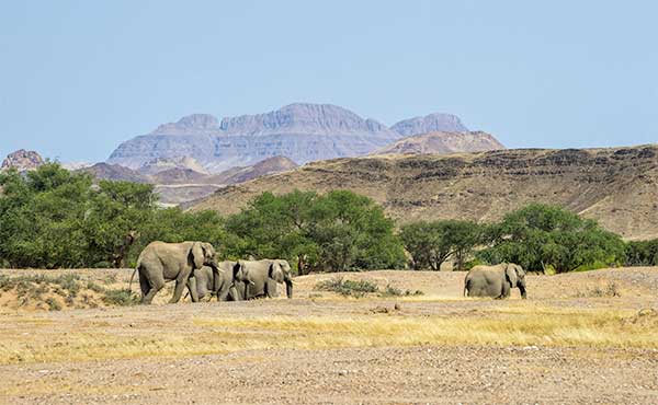 Desert elephants in Namibia