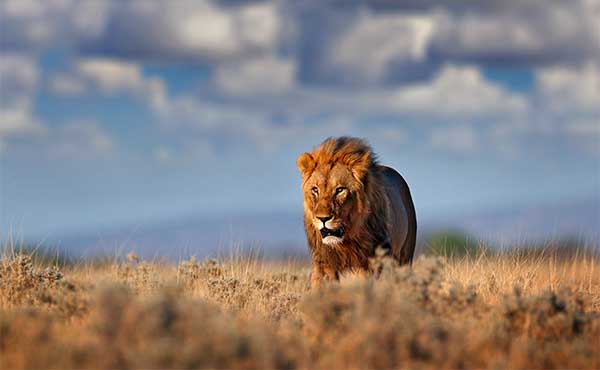 Lion in Etosha National Park, Namibia