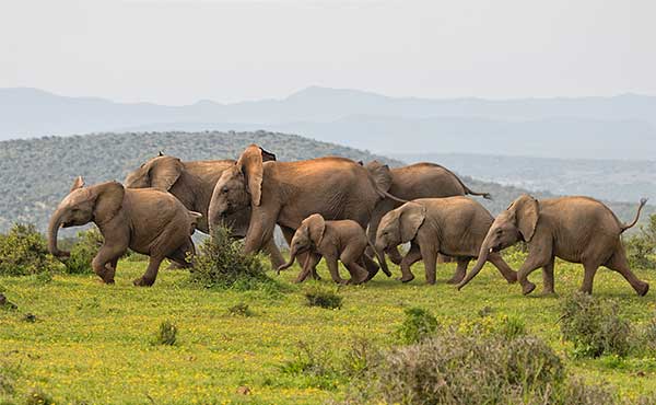 Elephant herd in Addo Elephant National Park, South Africa