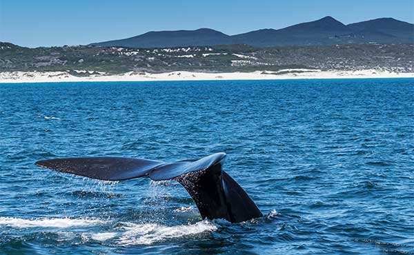 Southern right whale in Hermanus, South Africa