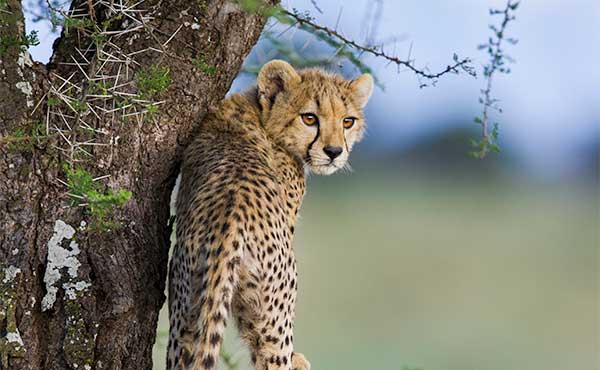 Cheetah cub climbing a tree in Ndutu, Tanzania