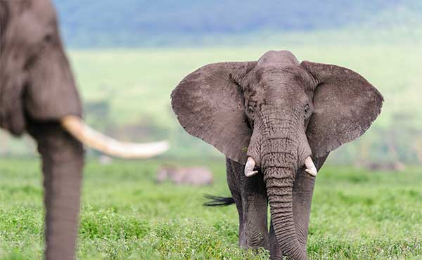African elephant in Tanaznia