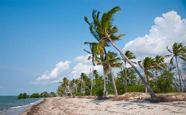 Palm trees on a beach in Saadani, Tanzania