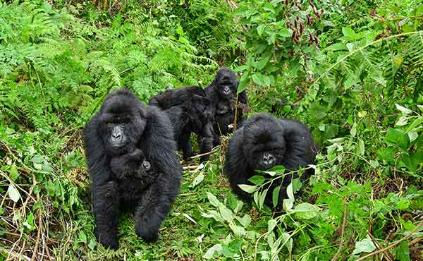 Group of mountain gorillas walking through Bwindi Impenetrable National Park in Uganda
