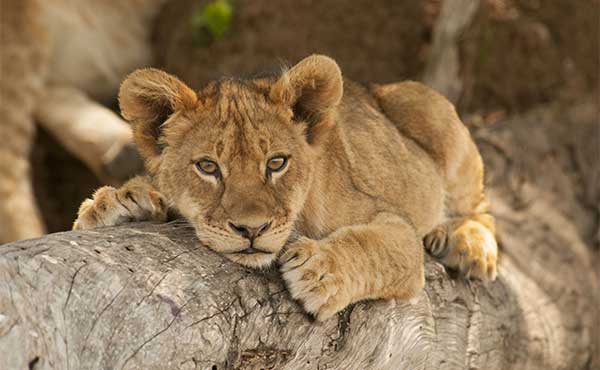 Lion cub in South Luangwa Nationla Park, Zambia