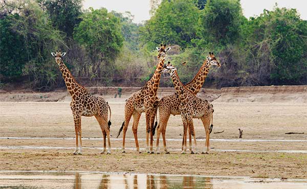 Giraffe in South Luangwa National Park, Zambia
