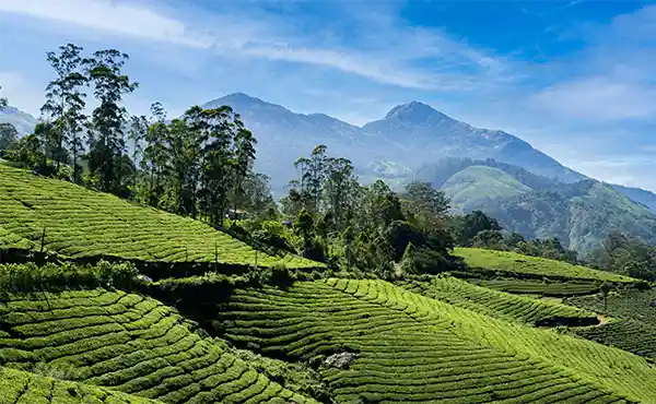 Munnar Tea Plantation in Kerala, India.