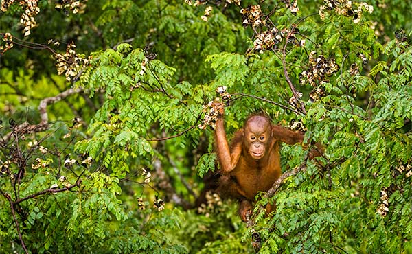 Baby orangutan in Borneo