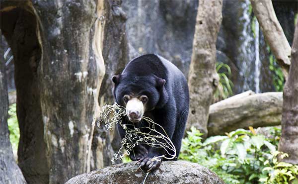 Malayan sun bear in Borneo