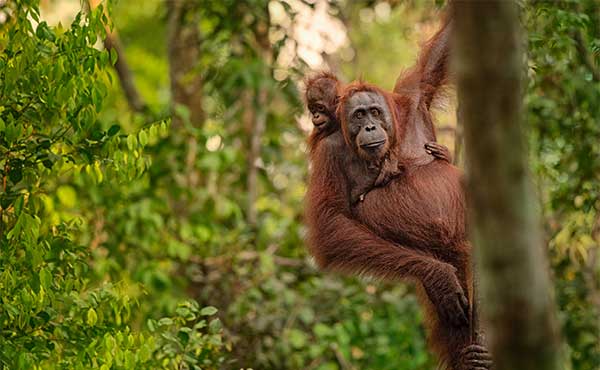 Orangutan mother and baby in Borneo