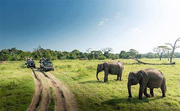 Asian elephants in Sri Lanka