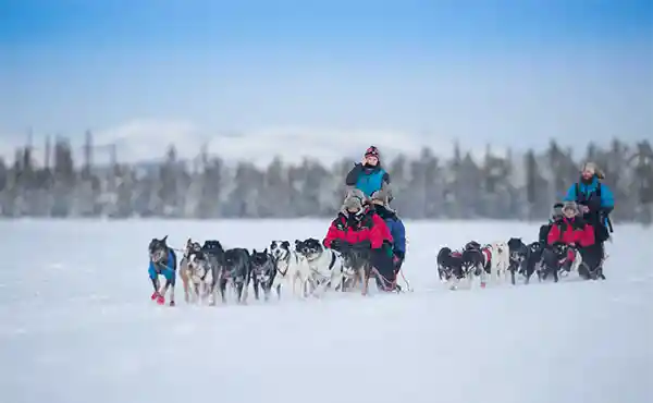 Dog sledding in Luleå, Sweden.