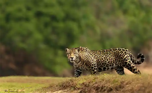 Jaguar in the Pantanal, Brazil