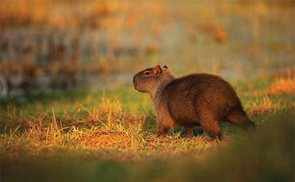 Capybara