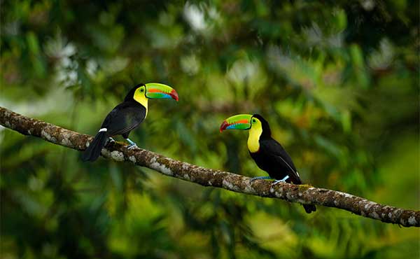 Keel-billed toucan in Costa Rica
