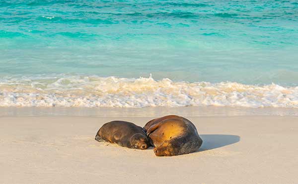 Galapagos sealions sleeping on the beach