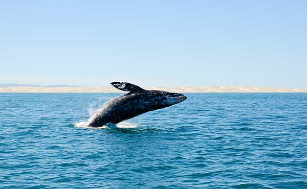 Grey whale off the Mexican coast