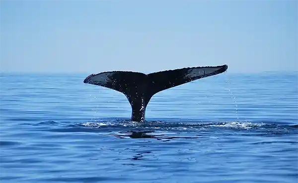 A humpback whale tail near Tadoussac, Quebec, Canada