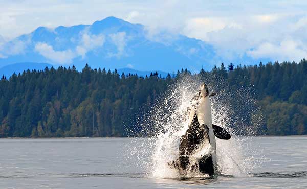 Orca breaching near Vancouver Island, Canada
